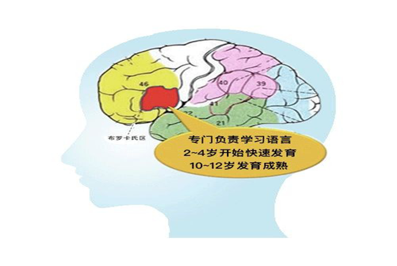 “布羅卡氏區(qū)”對少兒英文語言的影響