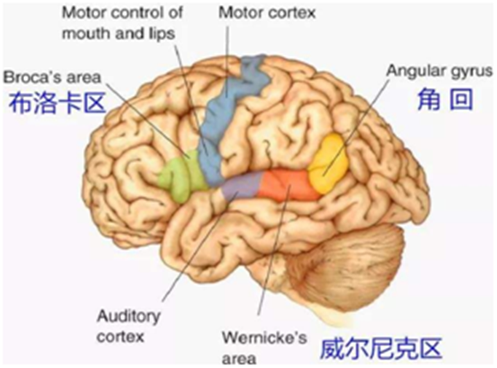 幼兒什么時候?qū)W英語？
